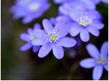 Von Anfang Mrz bis in den April blht das heimische Leberblmchen in krftiger blauvioletter Farbe